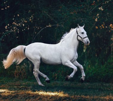 helena-lopes-lIeqGEdvex0-unsplash